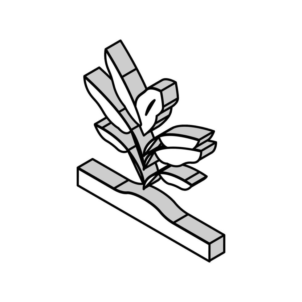 plante banane isométrique icône vecteur illustration