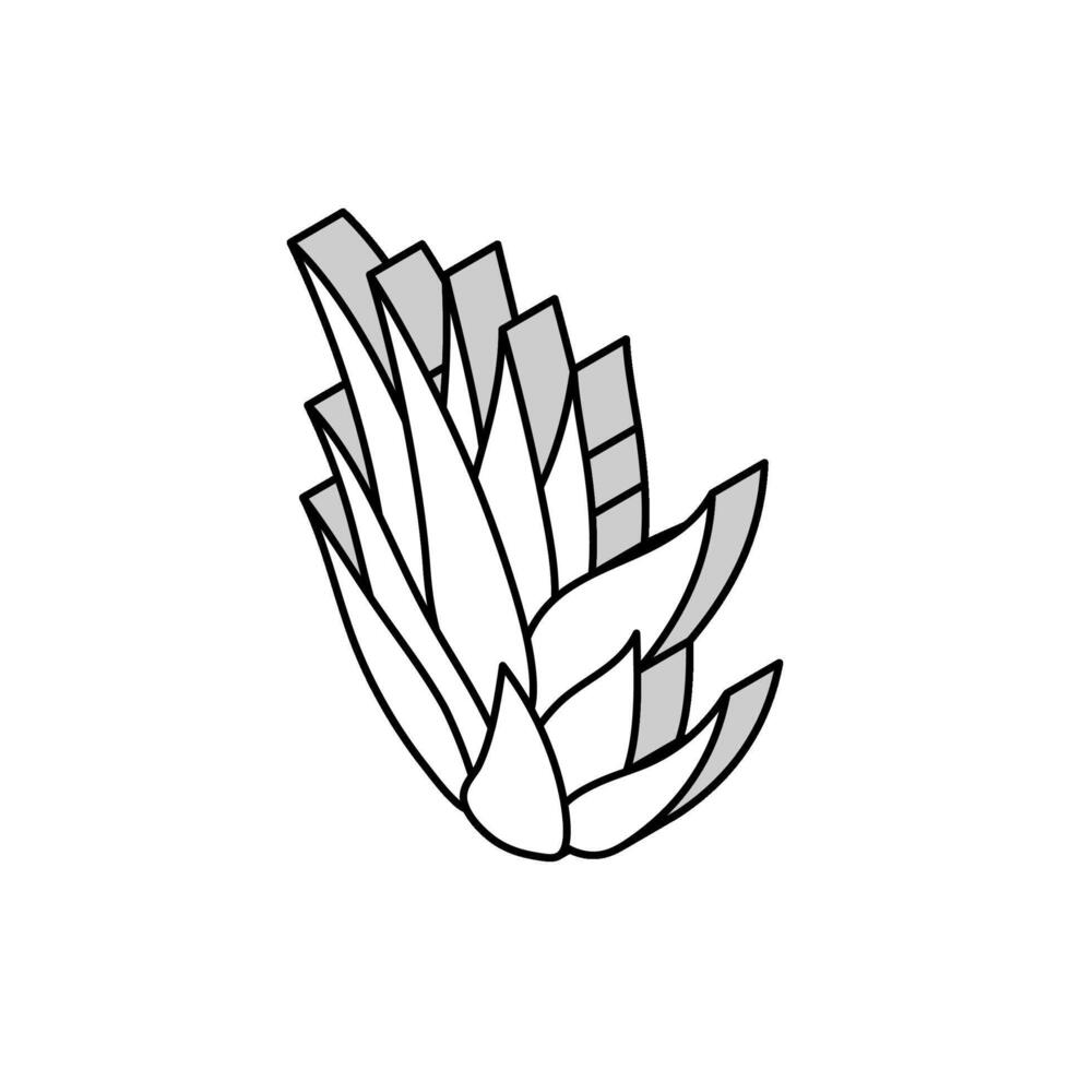 cactus aloès Vera isométrique icône vecteur illustration