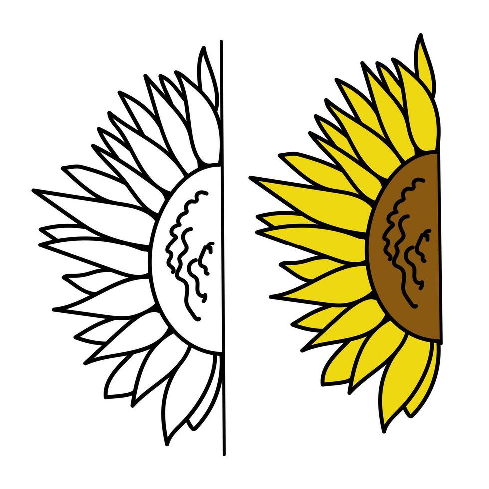 moitié tournesol contour et Couleur dans griffonnage style, ensoleillé fleur pour conception vecteur