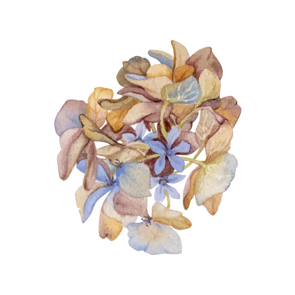 main tiré aquarelle illustration minable boho botanique fleurs feuilles. hortensia Hortensia violet flétri inflorescence. Célibataire objet isolé sur blanc Contexte. conception mariage, l'amour cartes vecteur