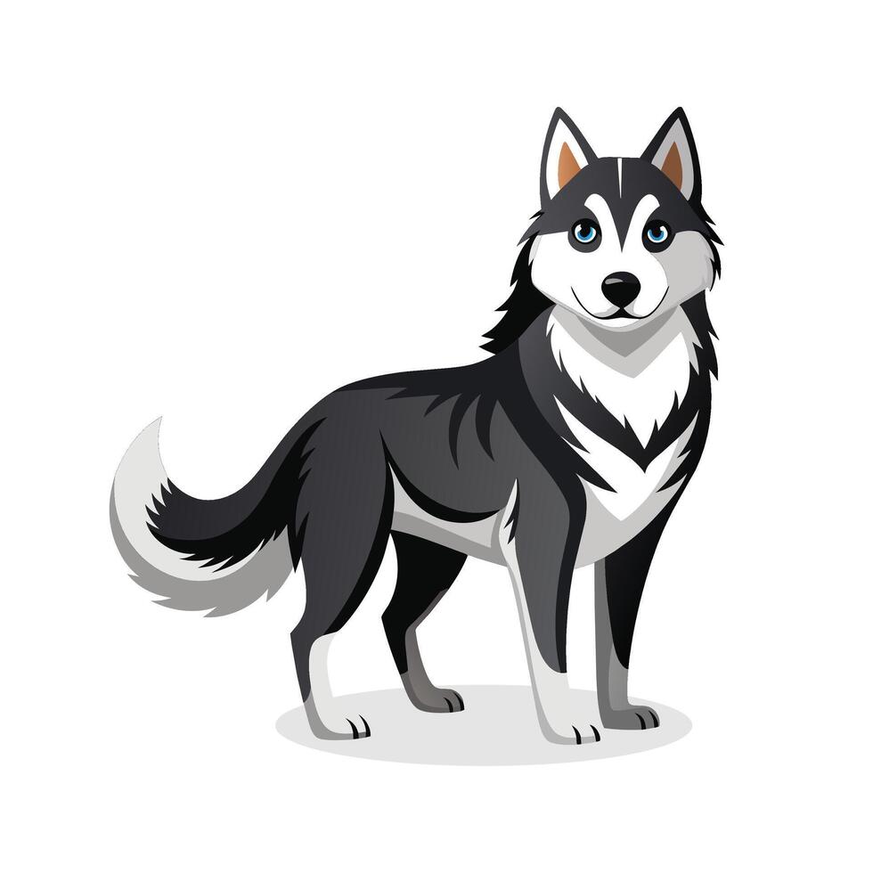 alaskan Klee kai animal vecteur illustration sur blanc Contexte