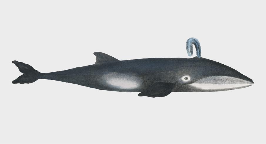 Baleine de l&#39;histoire naturelle Images des mammifères (1824) de Heinrich Rudolf Schinz. Augmenté numériquement par rawpixel. vecteur