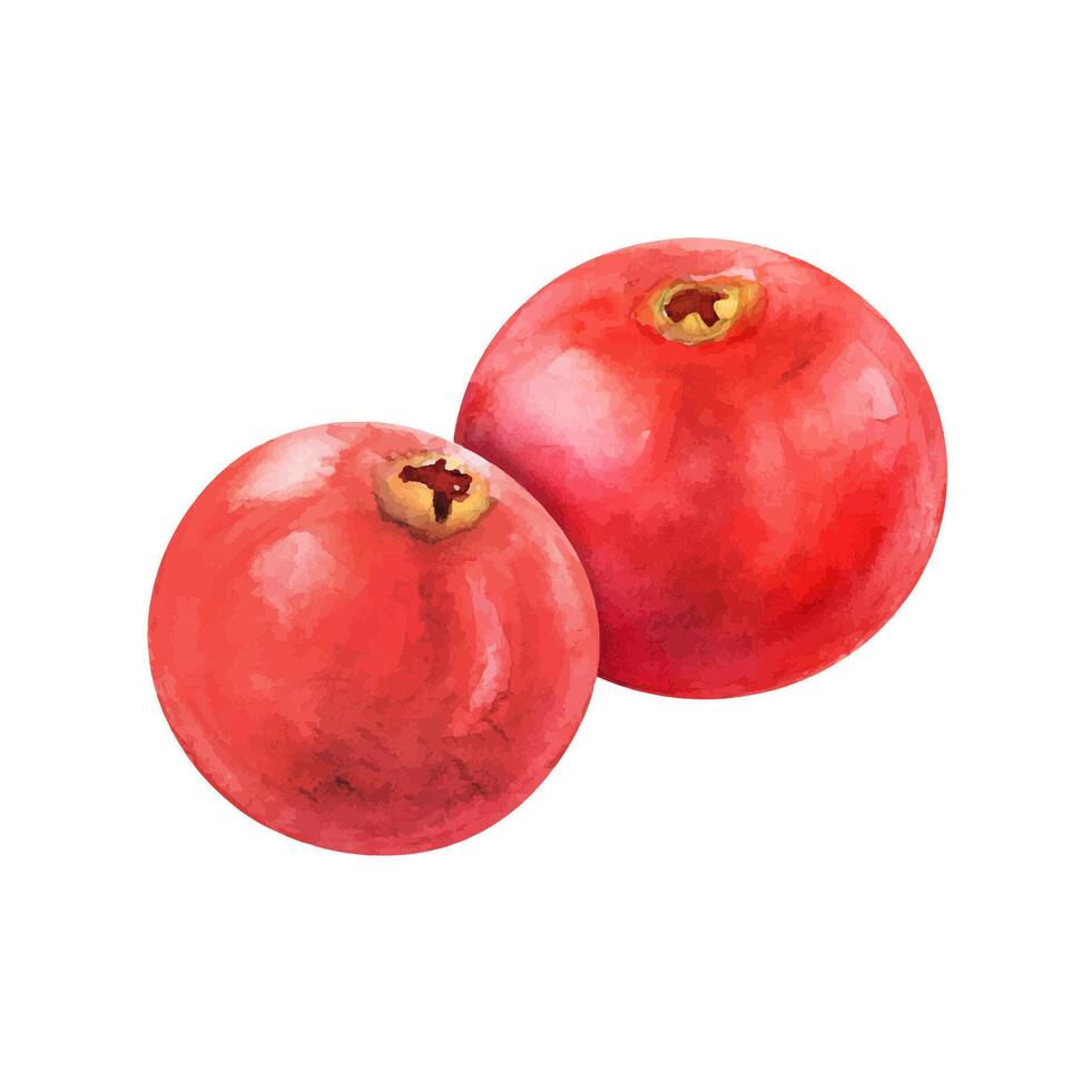 canneberge baie Grenade aquarelle dessin. juteux délirant airelle rouge fruit été illustration. sucré acide vitamine aquarelle image isolé sur blanc Contexte vecteur