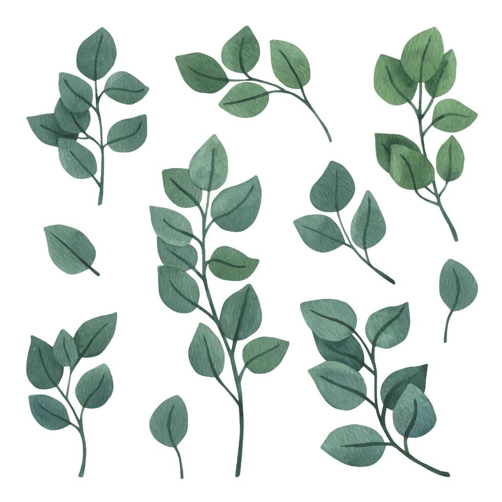 gros ensemble de rond eucalyptus clipart pour mariage faire-part, vecteur