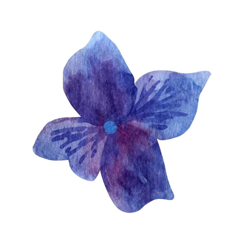 aquarelle violet hortensia épanouissement clipart, été fleurs pétales. vecteur