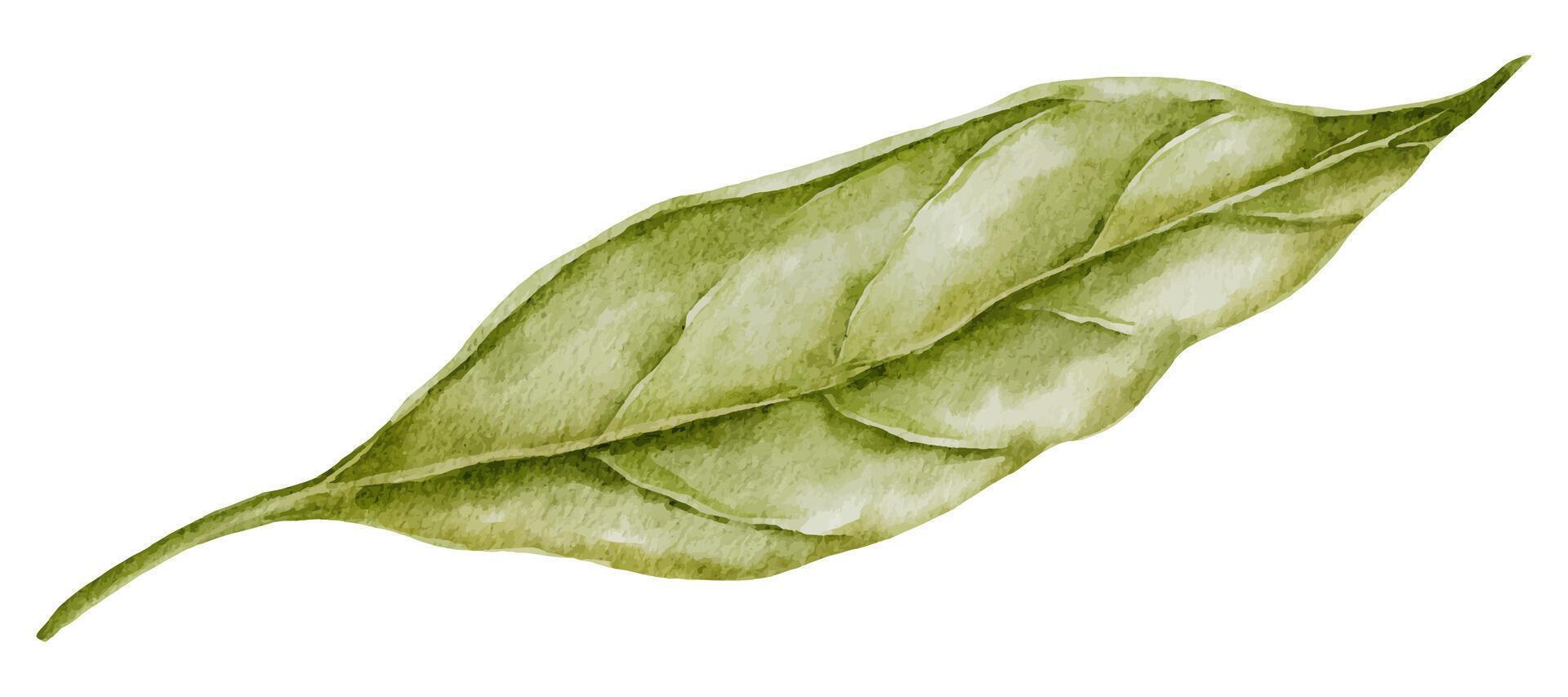 feuille aquarelle illustration. main tiré agrafe art sur isolé Contexte. botanique La peinture de vert plante. dessin de ancien la nature conception élément. Avocat feuillage esquisser vecteur