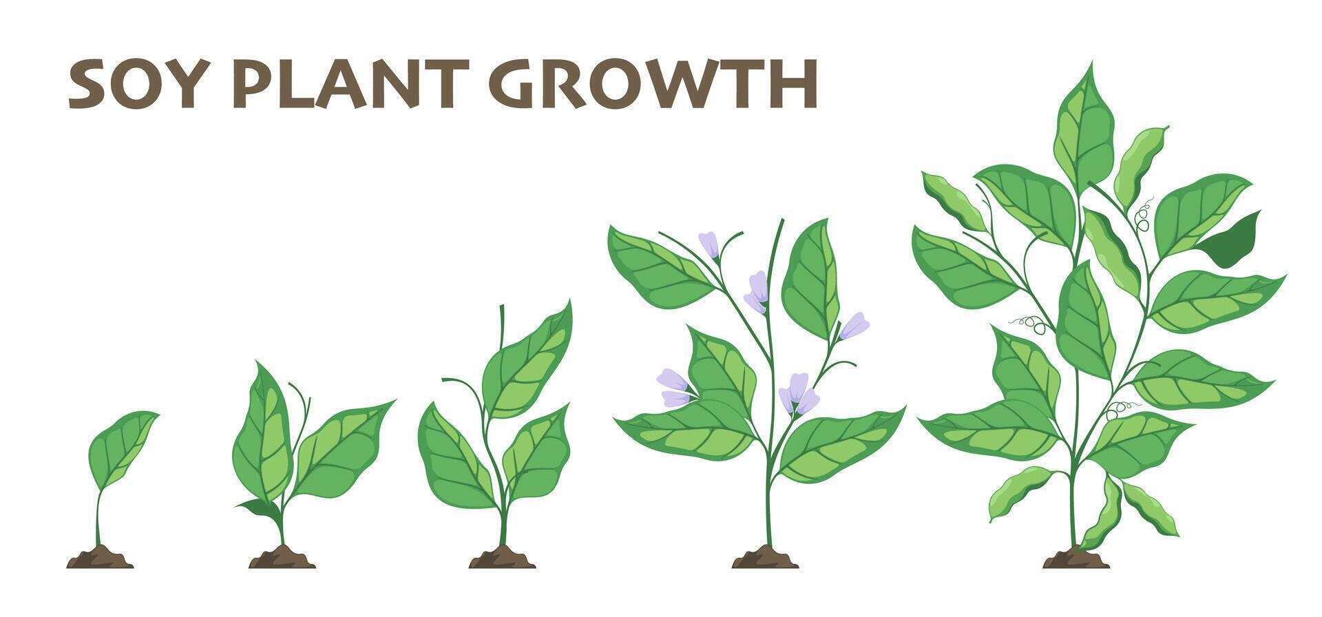 soja plante croissance. agriculture cycle de soja germination et croissance étapes, plat agriculture infographie avec semis choux. vecteur isolé ensemble