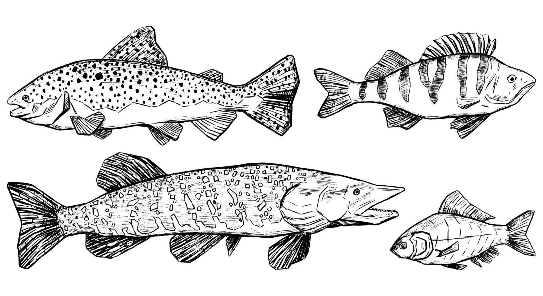 truite, perche, brochet, crucian collection isolé sur blanche. ensemble de main tiré vecteur illustration. réaliste encre croquis de rivière poisson. contour ancien graphique éléments pour conception, imprimer, carte, affiche.