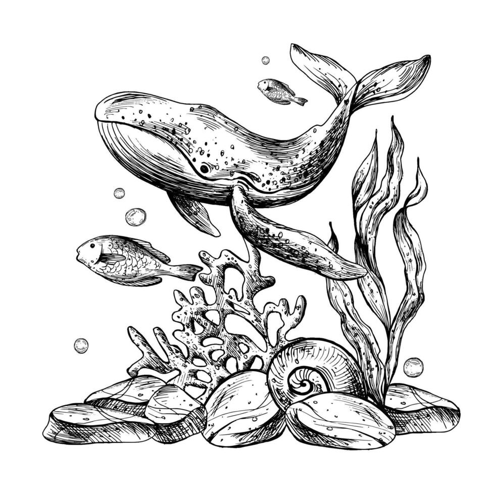 sous-marin monde clipart avec mer animaux baleine, des poissons, coquilles, corail et algues. graphique illustration main tiré dans noir encrer. composition eps vecteur