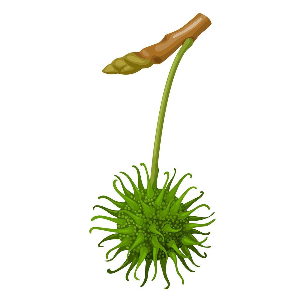 vecteur illustration, américain sweetgum, scientifique Nom liquidambar la styraciflue, isolé sur blanc Contexte.