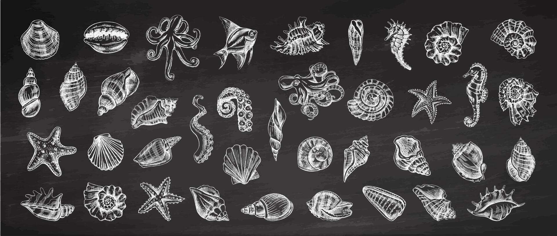 coquillages, pieuvre, poisson, étoile de mer, hippocampes, ammonite vecteur ensemble. main tiré esquisser illustration. collection de réaliste croquis de divers océan créatures isolé sur tableau noir Contexte.