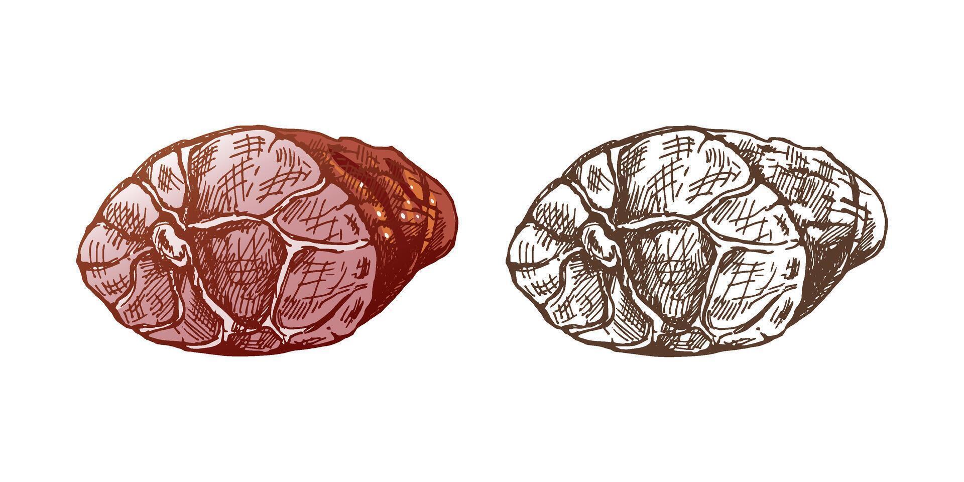 dessiné à la main coloré et monochrome vecteur esquisser de tranché jambon. italien prosciutto ancien esquisser. Boucher magasin. génial pour étiqueter, restaurant menu. gravé image.