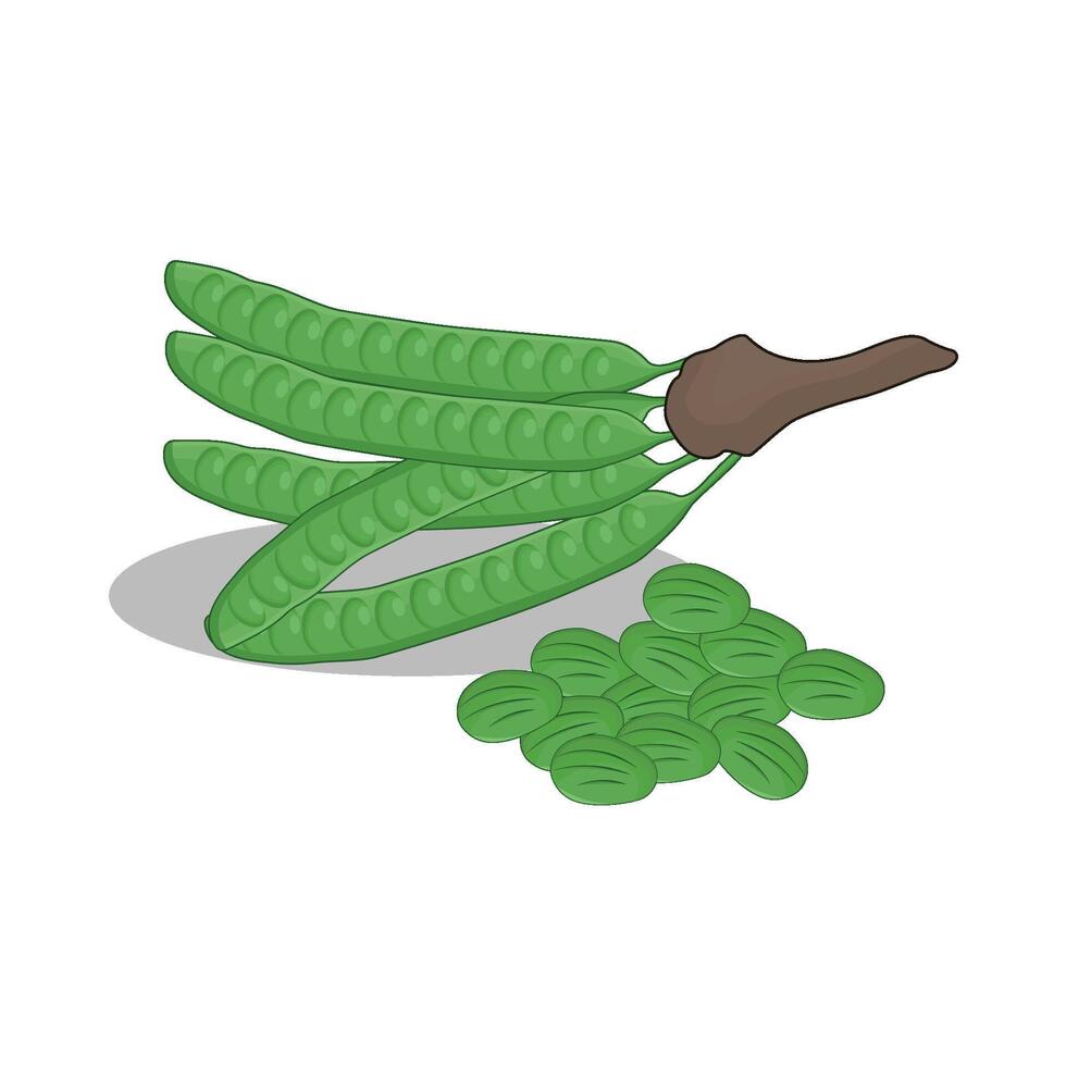 illustration de légume petai vecteur