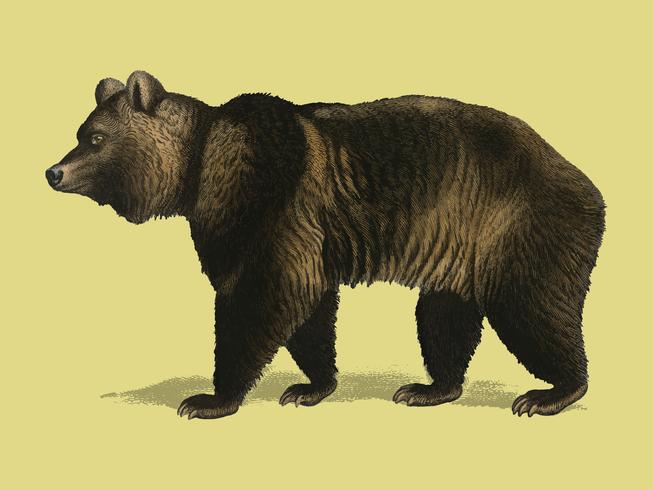 Ours brun (Ursus Arctos) illustré par Charles Dessalines D&#39;Orbigny (1806-1876). Amélioré numériquement à partir de notre propre édition de 1892 du Dictionnaire Universel D&#39;histoire Naturelle. vecteur