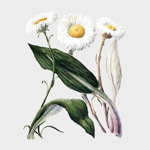 Plante antique marguerites de montagne néo-zélandaise dessinée par Sarah Featon (1848 - 1927). Augmenté numériquement par rawpixel. vecteur