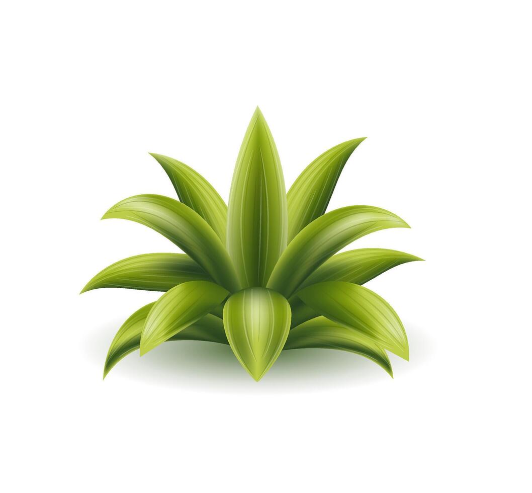 tropical vert paume buisson vecteur illustration isolé sur blanc Contexte