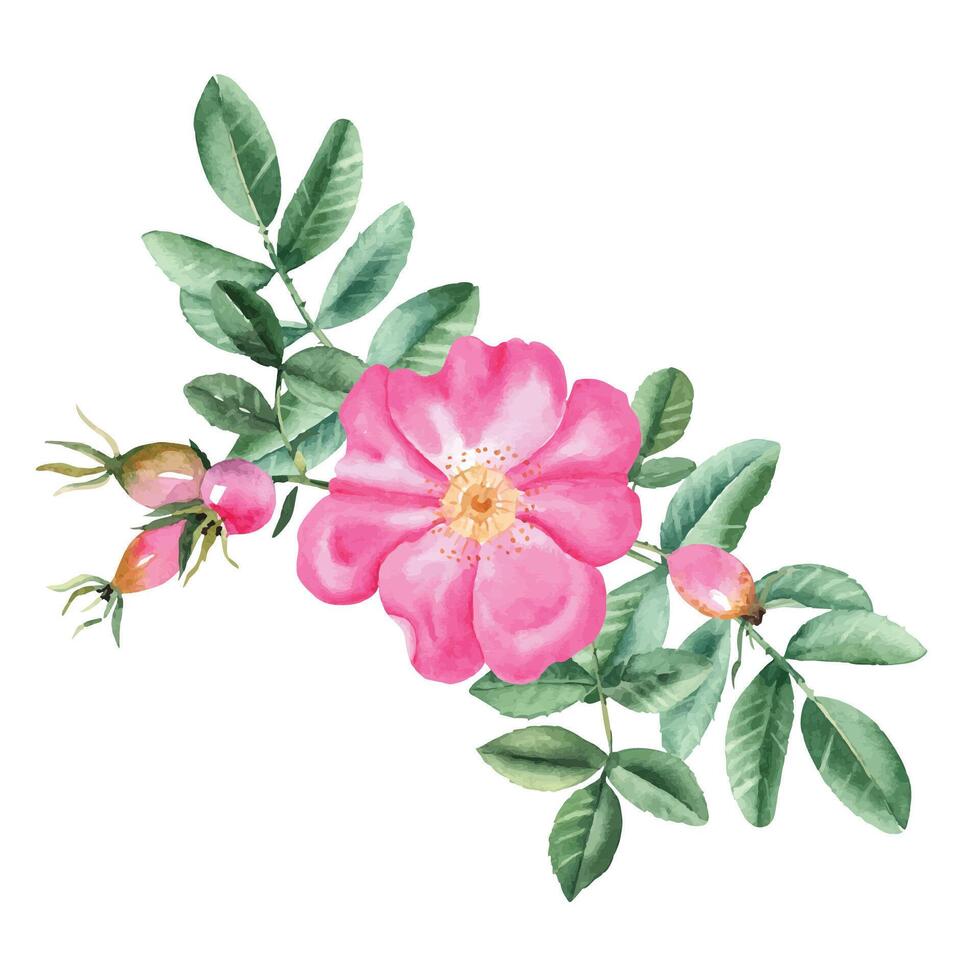 aquarelle chien Rose bouquet, composition de fleurs, feuilles et baies. botanique main tiré illustration. vecteur