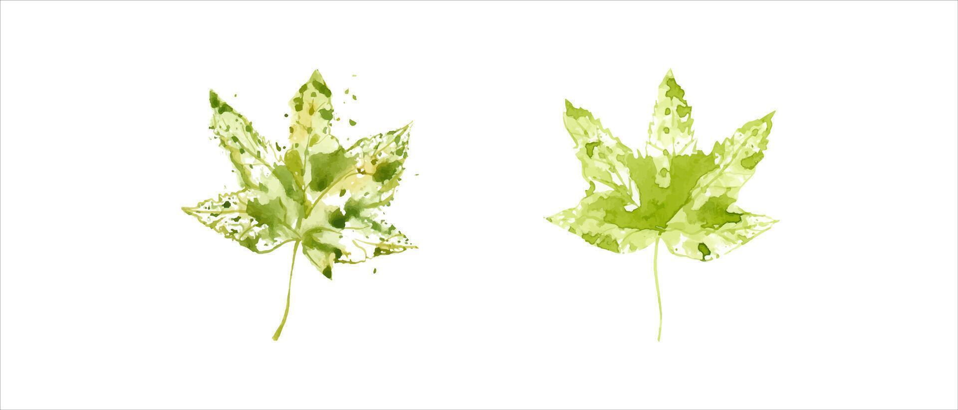 deux vert érable feuilles. feuille empreintes. feuilles avec aquarelle éclaboussures, taches. forêt usine, des bois. floral illustration. pour affiches texture Cadre cartes vecteur