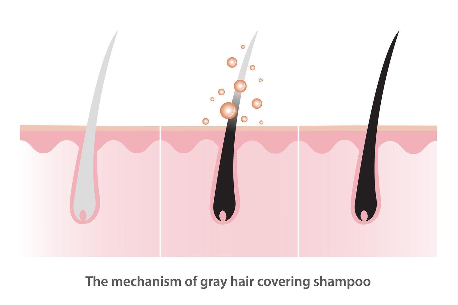 le mécanisme de gris cheveux couvrant shampooing avec cuir chevelu couche vecteur illustration isolé sur blanc Contexte. à base de plantes Couleur sérum, coloration shampooing, cheveux se soucier concept illustration.