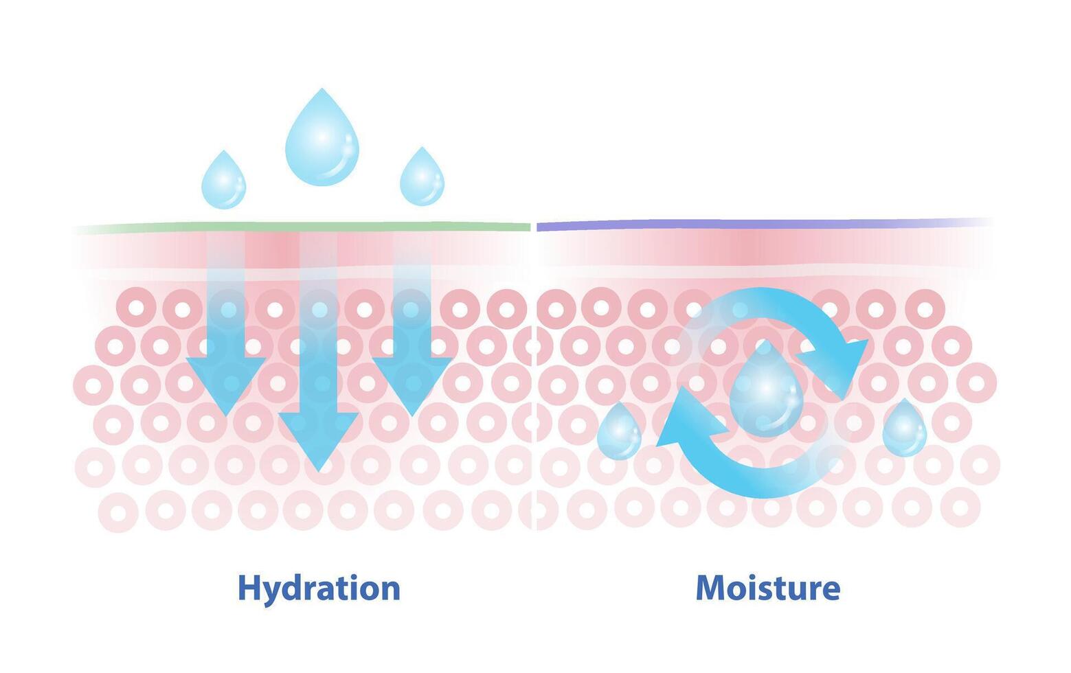 Comparaison de hydratation et humidité vecteur illustration. hydratation, processus de attirant et absorbant l'eau. humidité, création de une joint sur le peau à prévenir humidité de s'échapper.