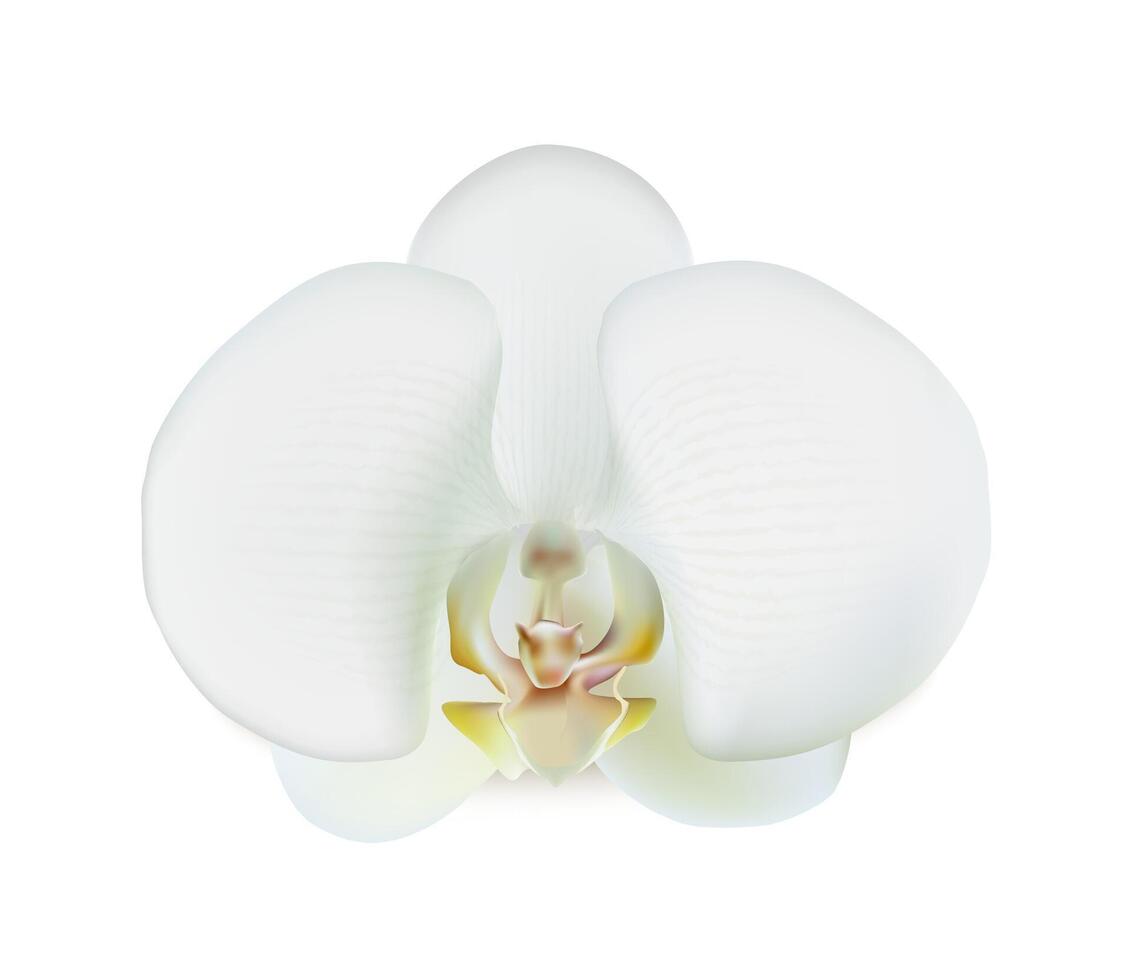 3d réaliste vecteur icône. blanc orchidée fleur. isolé sur blanc Contexte.