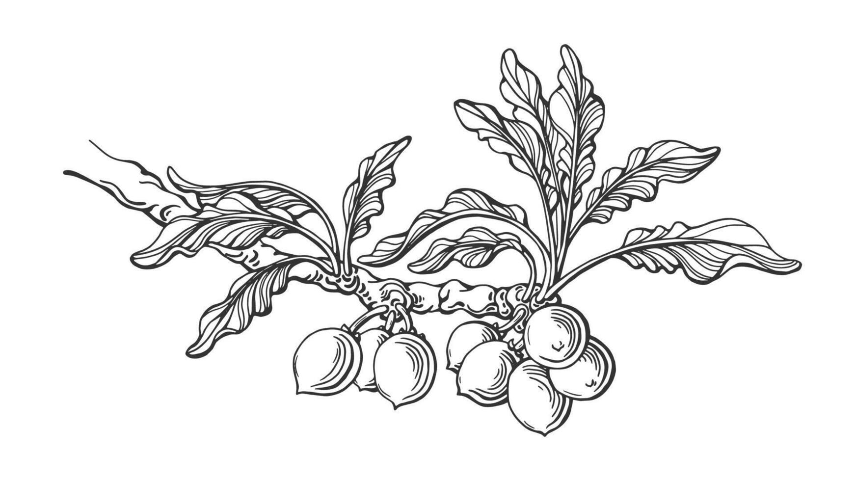 karité branche. vecteur botanique karité arbre, feuilles, noix. main tiré gravure illustration dans rétro style. Naturel nourriture, biologique cosmétique, tropical produit. esquisser isolé. brut récolte
