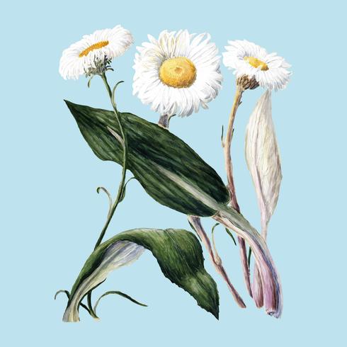 Plante antique marguerites de montagne néo-zélandaise dessinée par Sarah Featon (1848 - 1927). Augmenté numériquement par rawpixel. vecteur