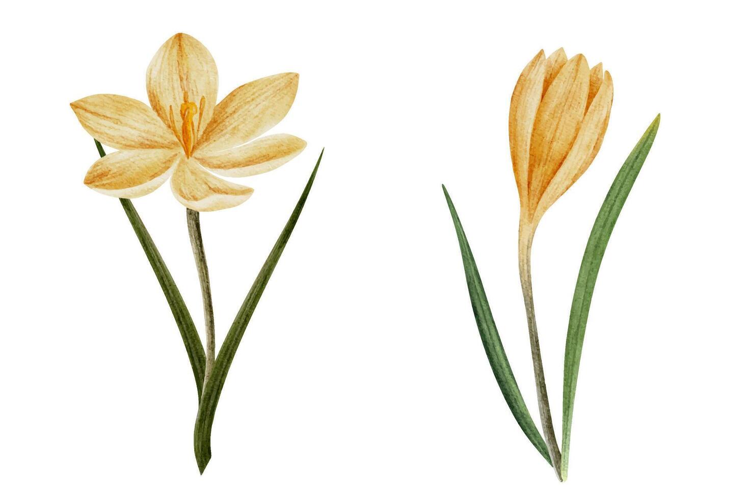 vecteur crocus fleur dans Jaune couleur, tiré dans aquarelle, isolé sur blanche. main tiré botanique illustration. éléments pour cartes, logos, impressions, mariage conception