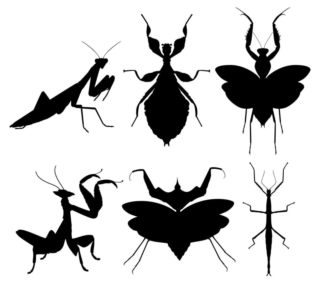 ensemble mante silhouette insecte icône vecteur illustration
