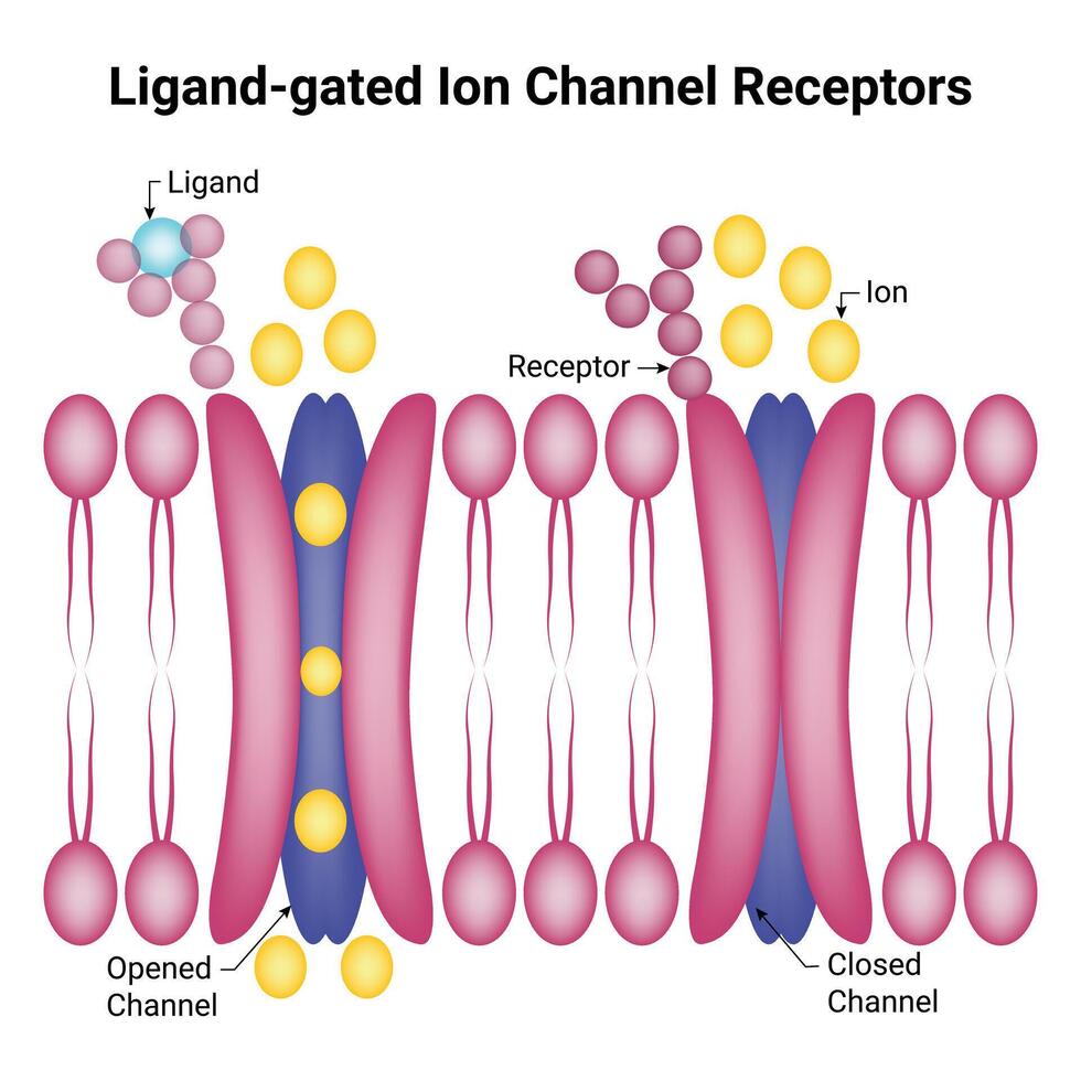 ligand fermé ion canal récepteurs science conception vecteur illustration diagramme