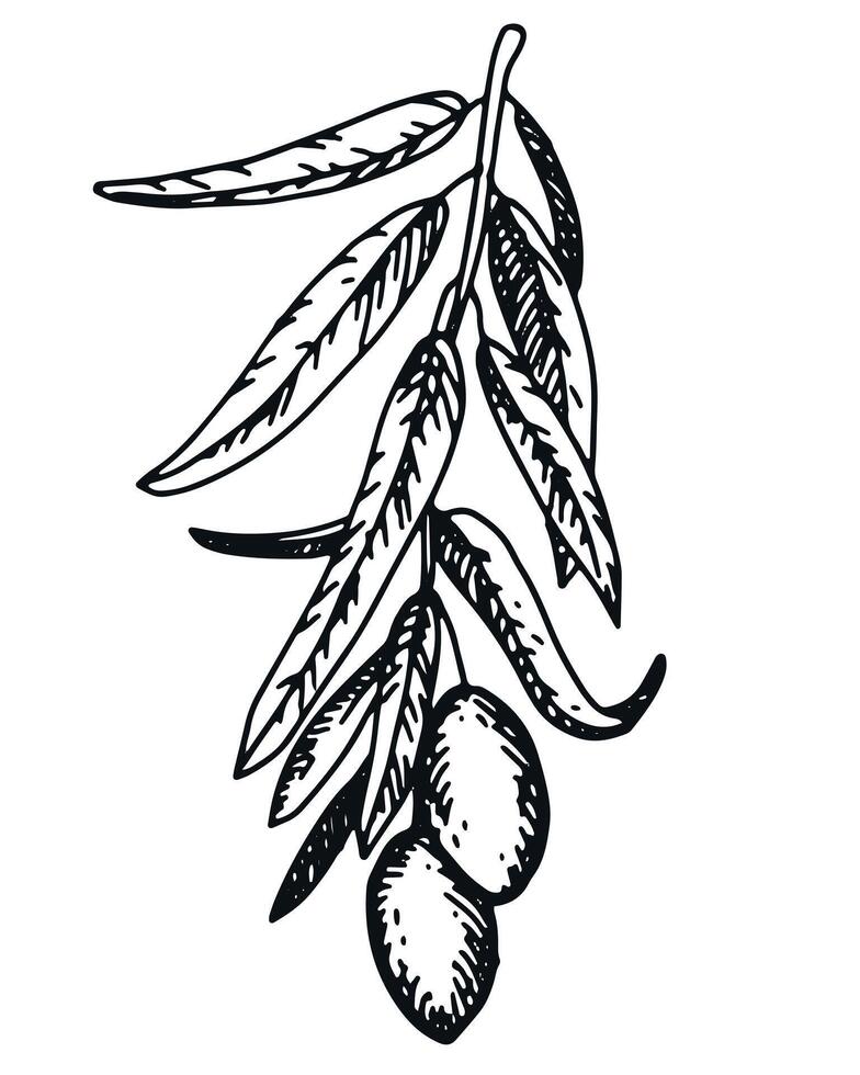 olive branche avec baies et feuilles. italien cuisine. paix symbole dans gravure technique. linéaire dessin dans encrer. olive arbre vecteur illustration.