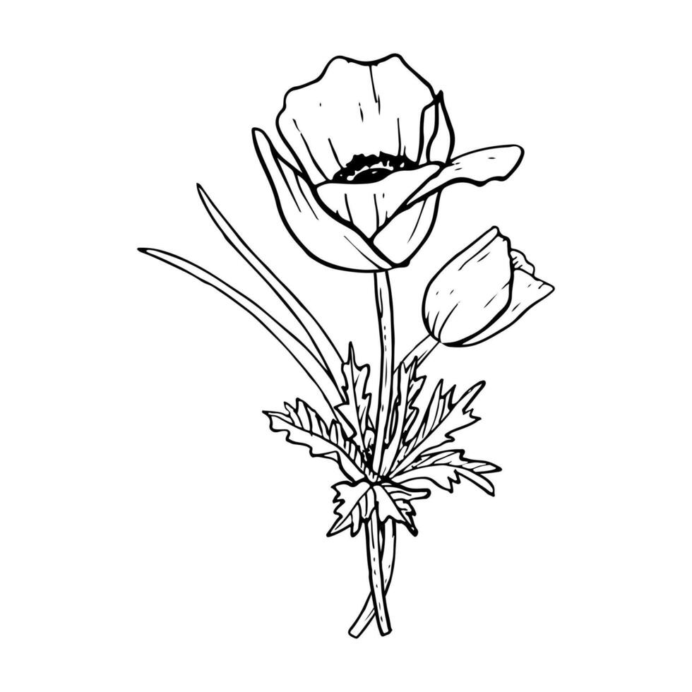 printemps tulipes ou anémone coquelicots fleur bouquet avec herbe vecteur illustration noir et blanc botanique dessin pour salutation cartes et mariage dessins