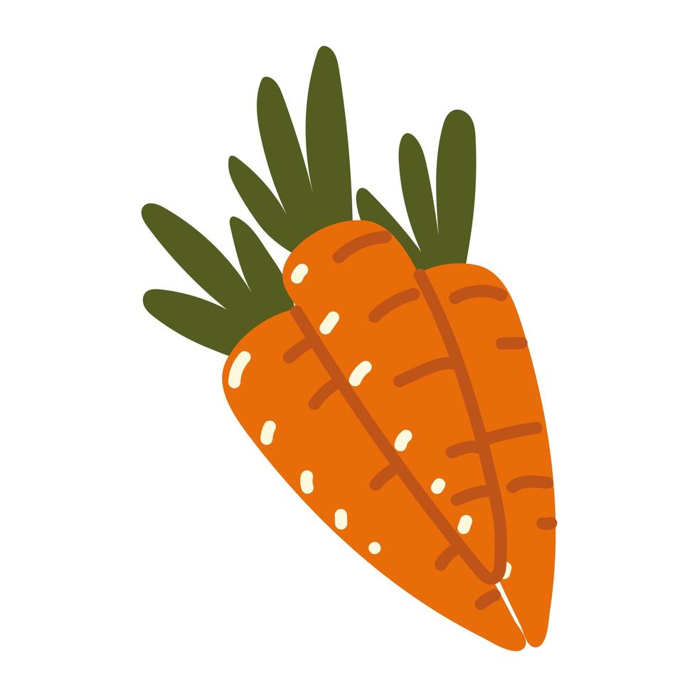 carottes légumes frais vecteur