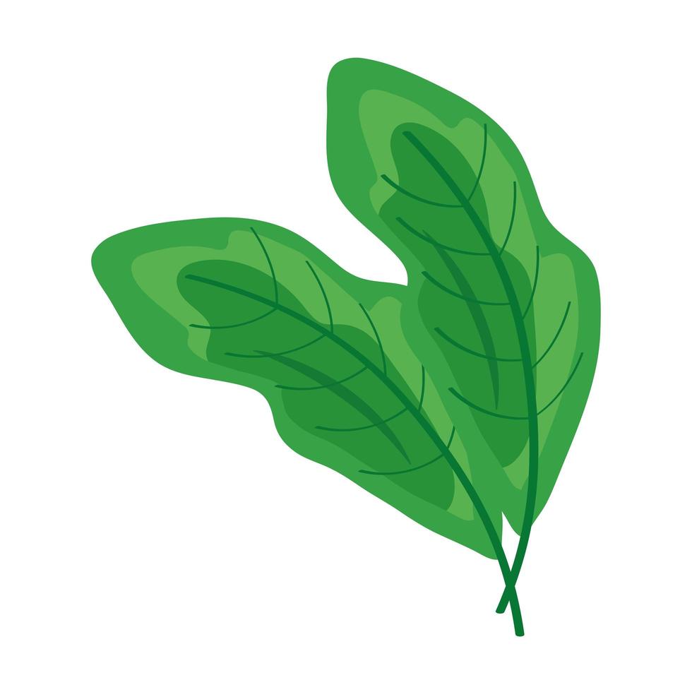 coriandre feuilles légumes vecteur