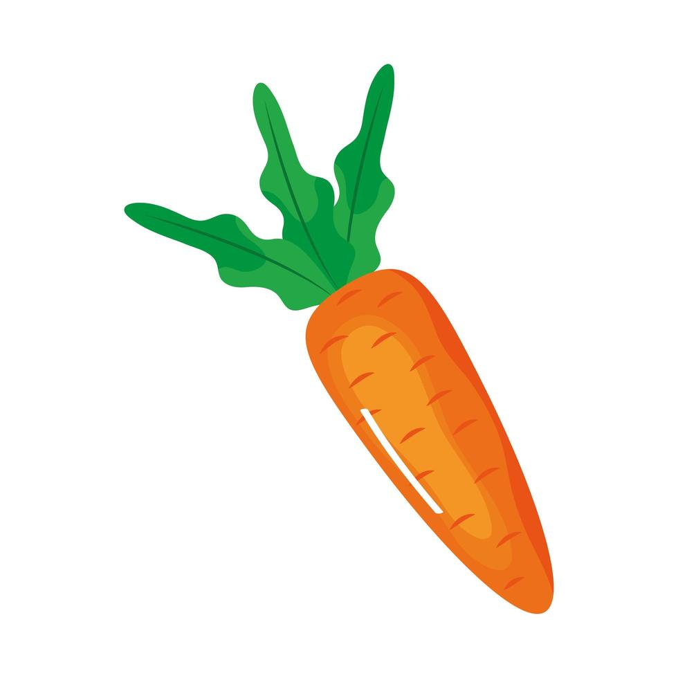 carotte légume frais vecteur