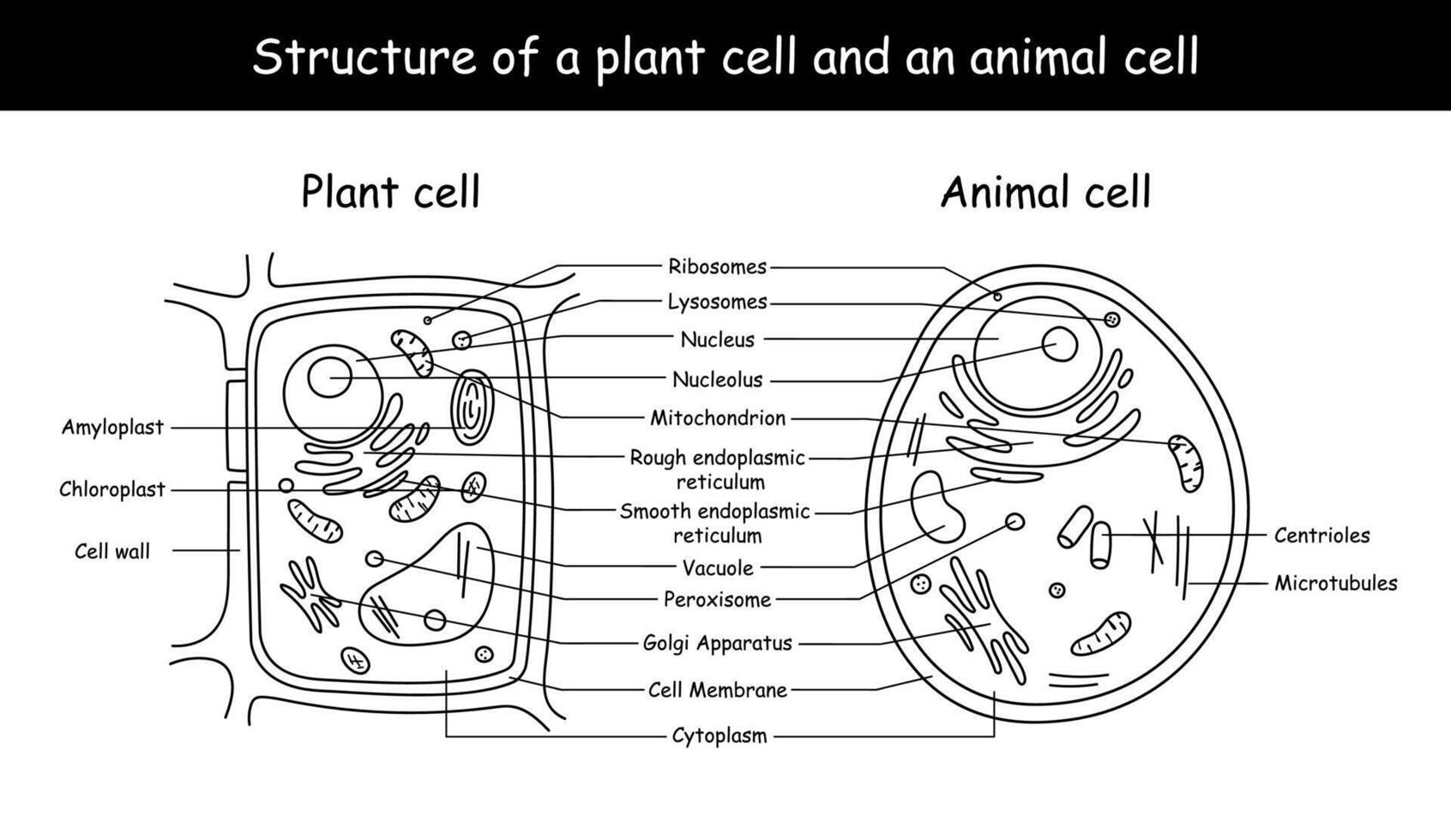 vecteur illustration de le plante et animal cellule anatomie structure.