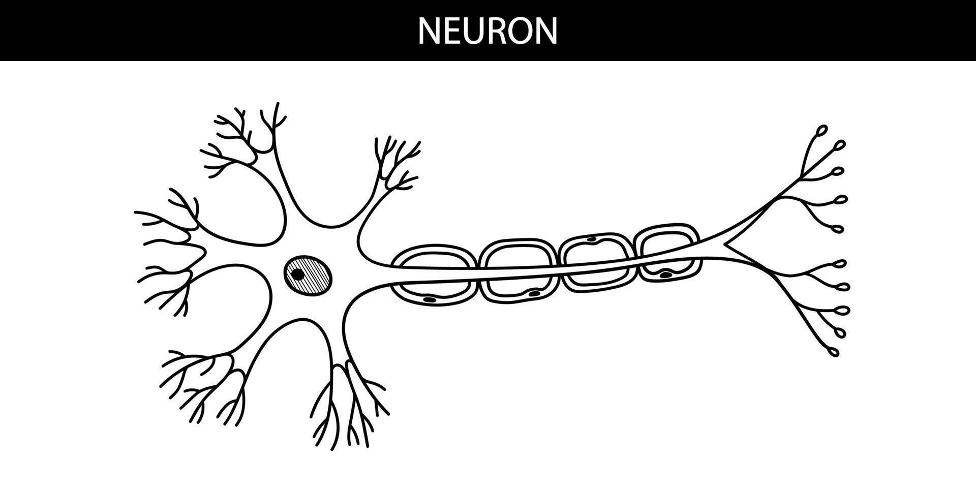 anatomique illustration de une neurone dans dessin animé style vecteur