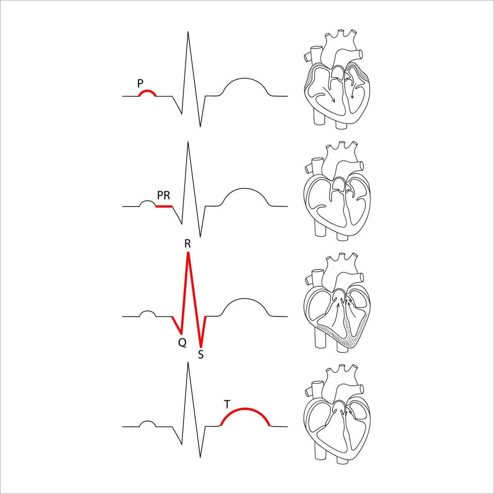 déchiffrer le cardiogramme de le cœur, médical anatomique illustration dans griffonnage linéaire style vecteur