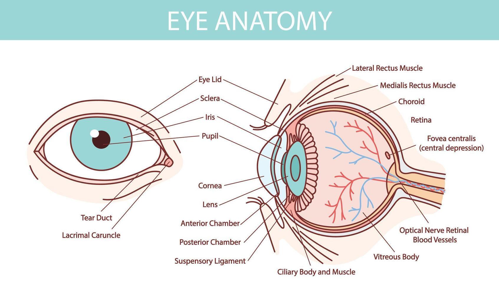 Humain œil anatomie illustration avec du sang navires blanc Contexte vecteur