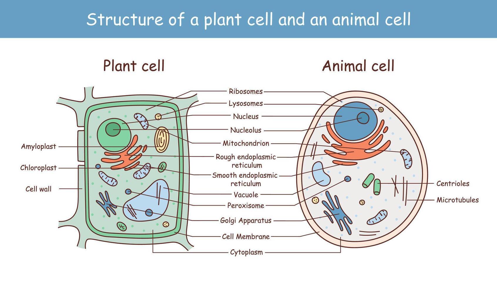 vecteur illustration de le plante et animal cellule anatomie structure.