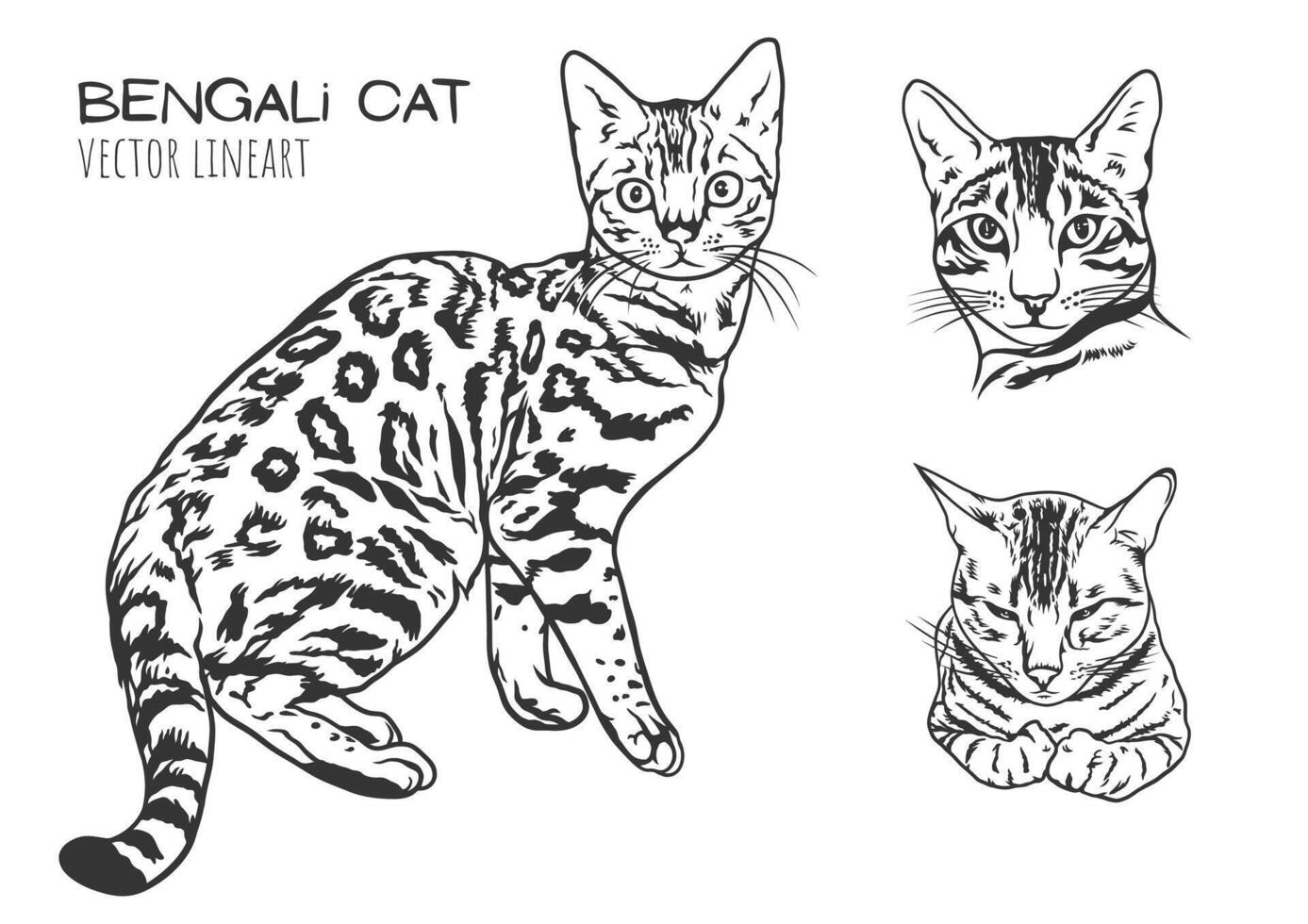 une vecteur ligne art illustration de une bengali chats avec taches, rayures, et expressif visage