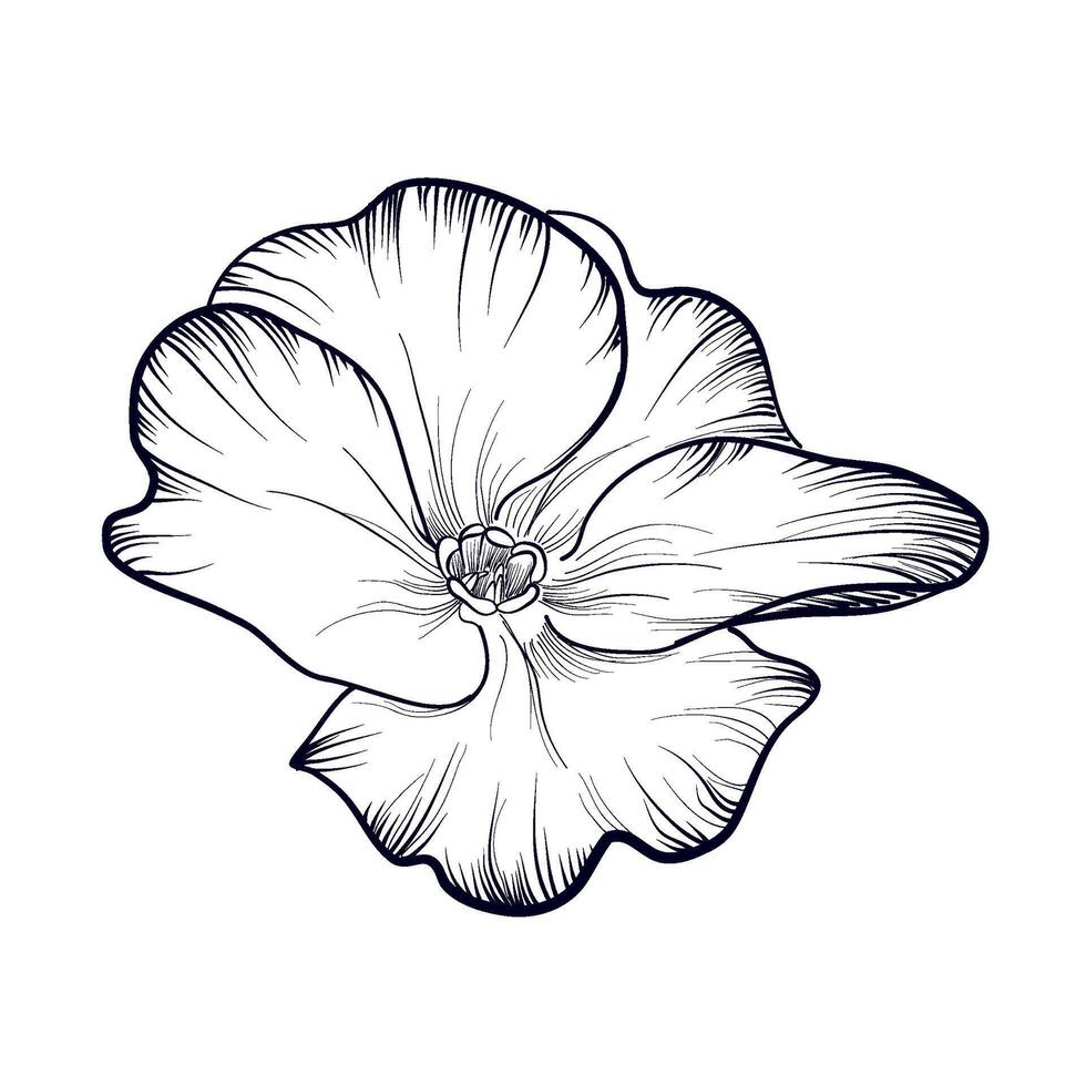 main dessin de une épanouissement primevère fleur vecteur