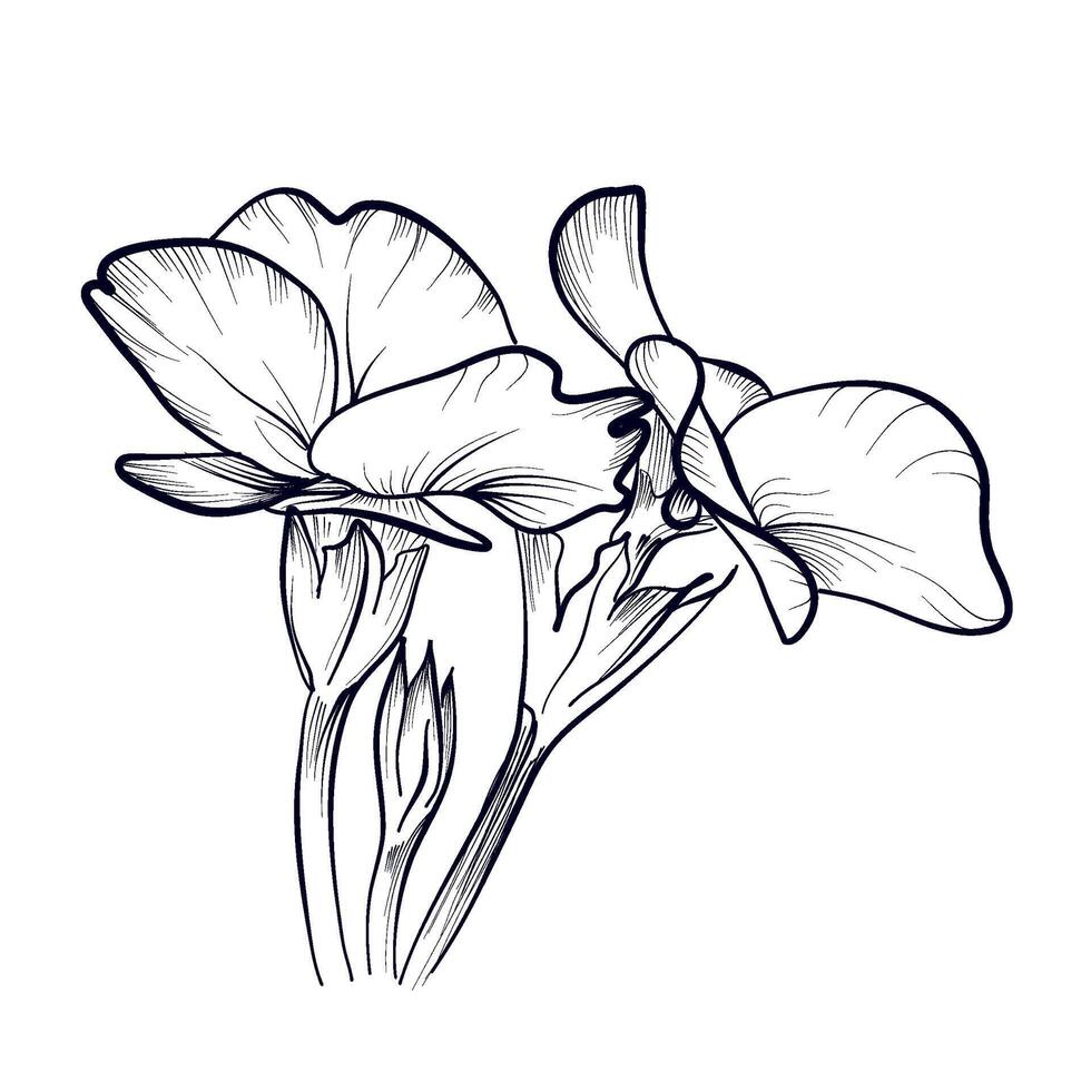 main dessin de primevère fleurs vecteur illustration