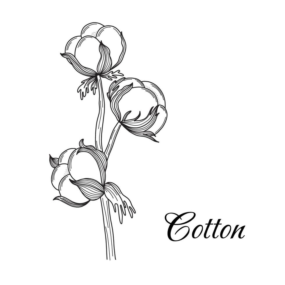 coton branche main tiré dans ancien gravure style. noir et blanc vecteur illustration