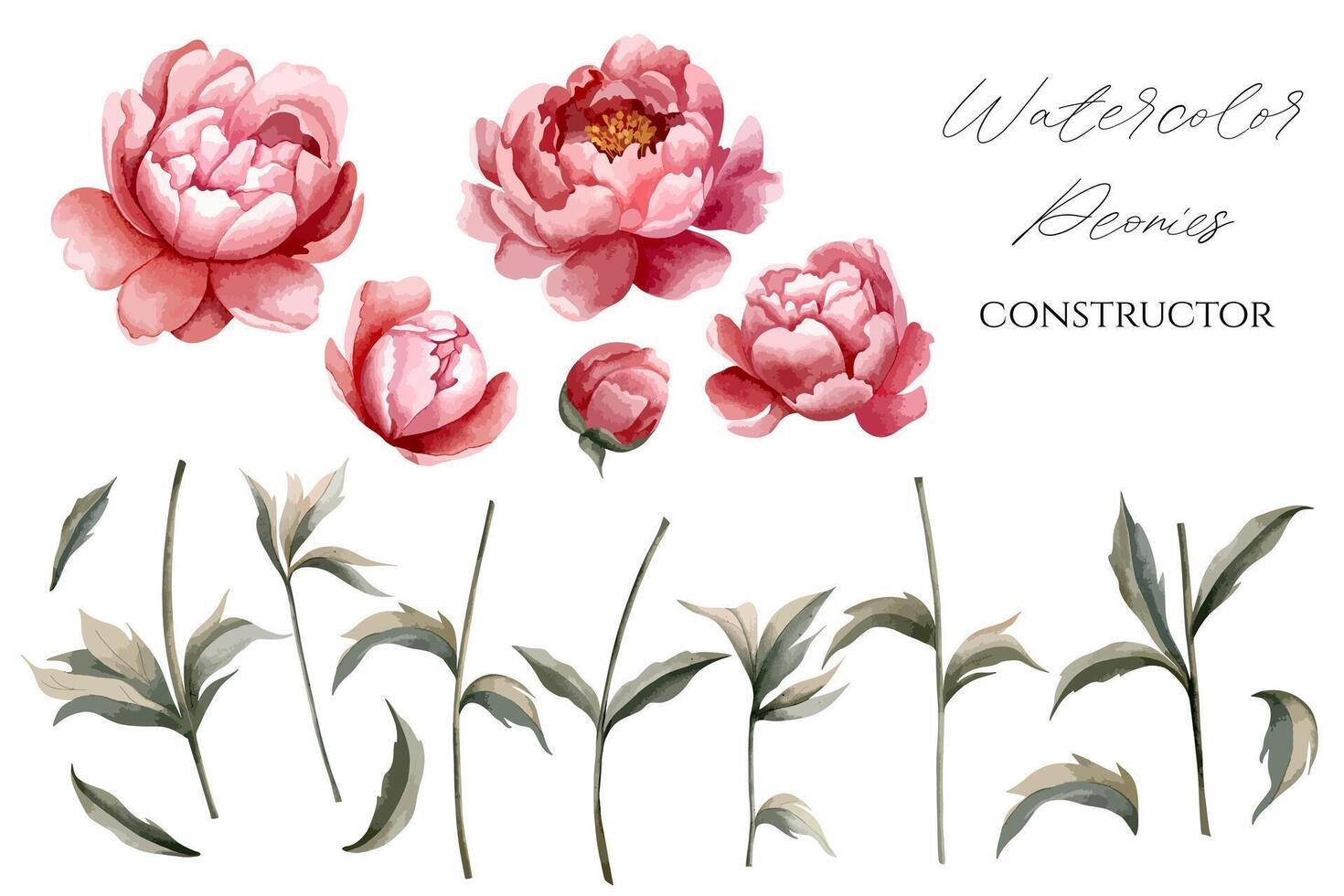 ensemble de aquarelle pivoines pour floral conception. fleurs, bourgeons, tige et feuilles. floral constructeur. vecteur pivoine