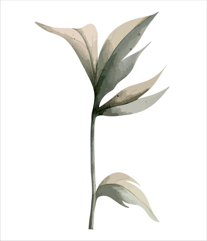 aquarelle pivoine branche. botanique isolé illustration. main peint floral élément vecteur