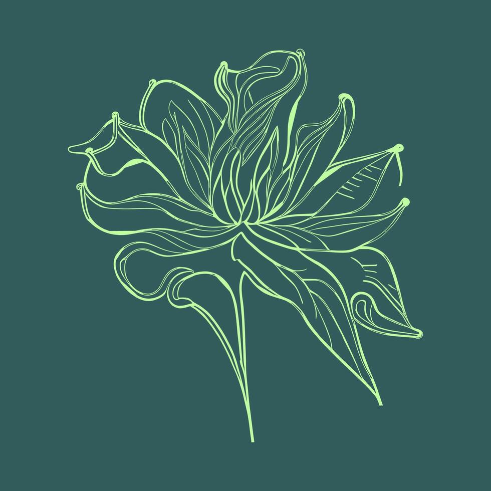 lis fleur. main tiré vecteur illustration de vert botanique fleurs de lys fleurs ligne dessin.