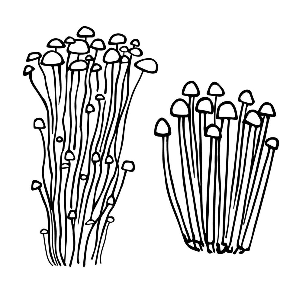 enoki champignons encre esquisser main tiré vecteur illustration isolé Contexte. griffonnage ensemble avec famille de comestible champignons, asiatique traditionnel cuisine, en bonne santé biologique nutrition, végétarien nourriture