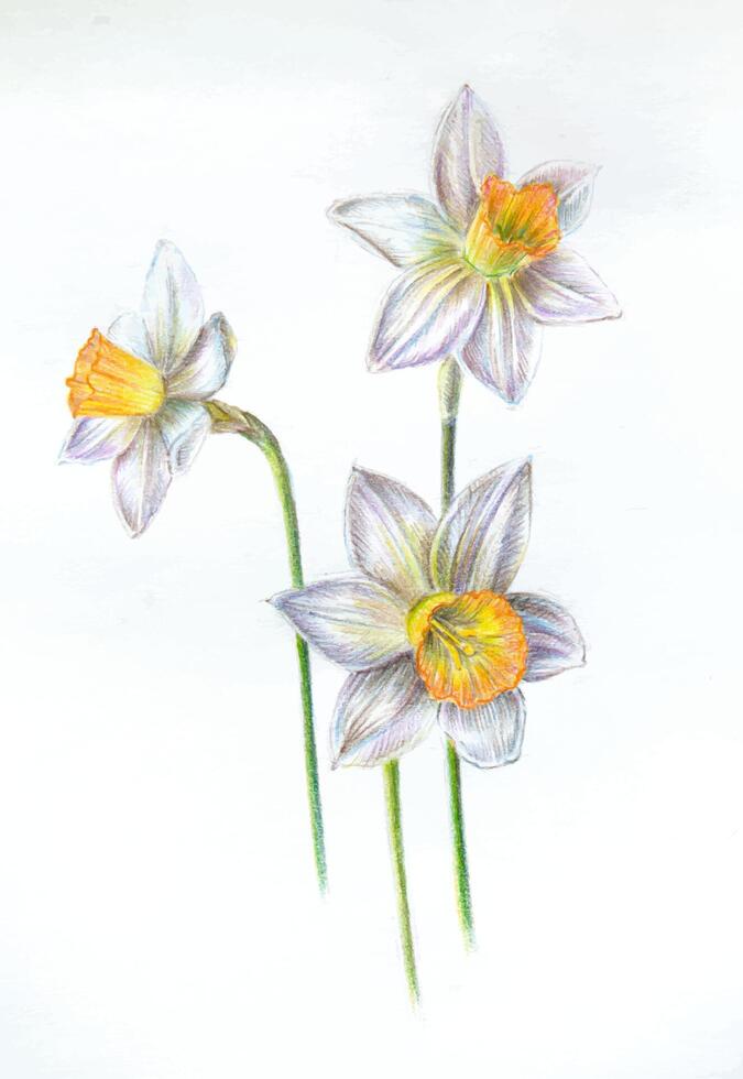 main tiré jonquilles. jonquilles dessin sur le blanc Contexte. narcisse. vecteur