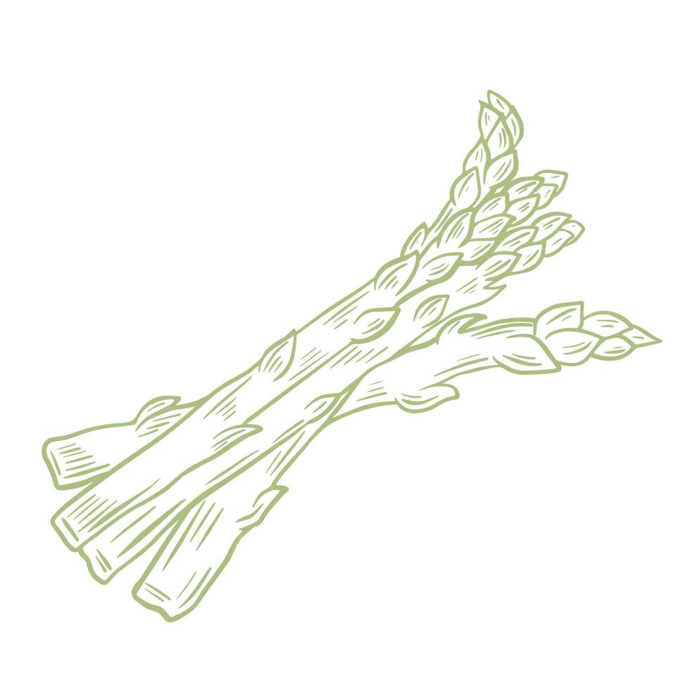 Couper les gousses d'asperges croquis vector illustration